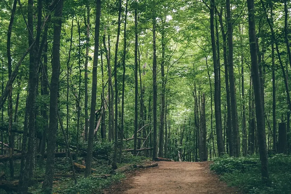 Green Point Dunes Nature Preserve Lush Green Forest Path, Frankfort, Michigan · United States