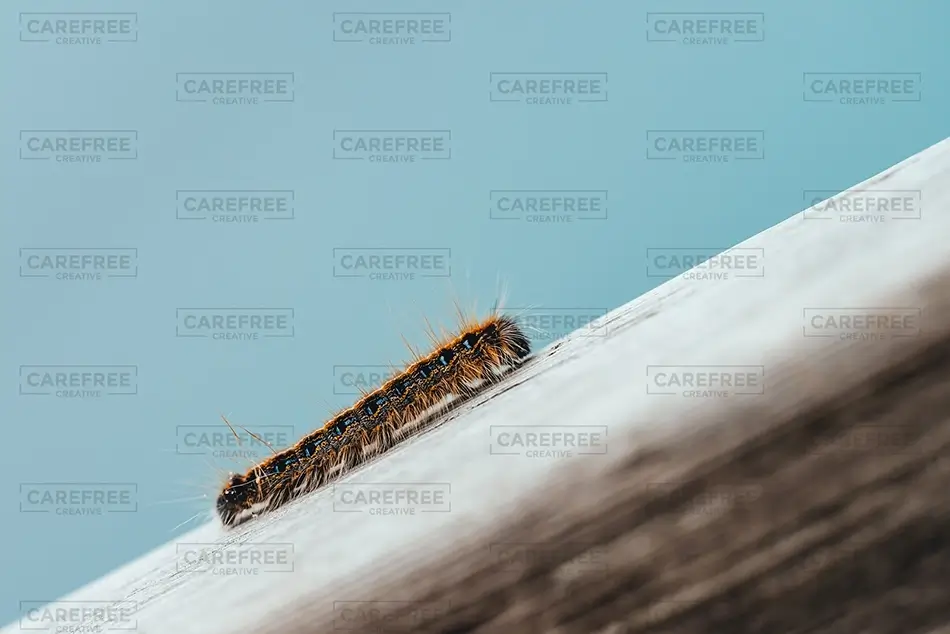 Green Point Dunes Nature Preserve Colorful Caterpillar on Wood, Frankfort, Michigan · United States