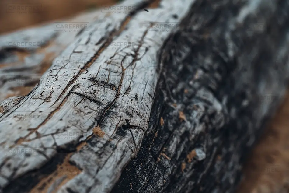 Green Point Dunes Nature Preserve Weathered Tree Bark Texture, Frankfort, Michigan · United States