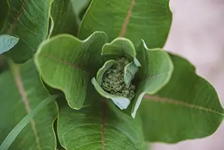 Green Point Dunes Nature Preserve Emerging Milkweed Flower Bud, Frankfort, Michigan