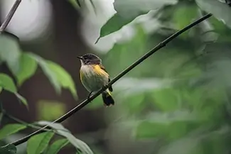Green Point Dunes Nature Preserve Female American Redstart, Frankfort, Michigan