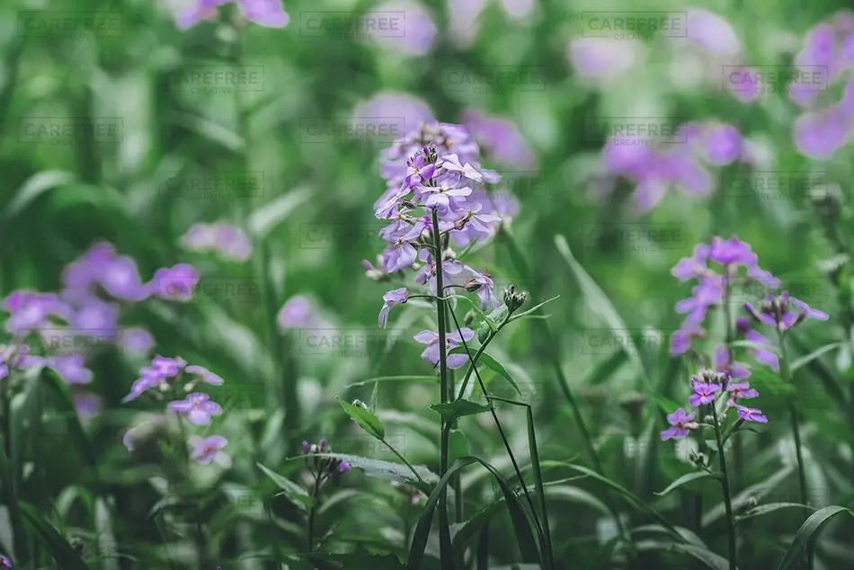 Green Point Dunes Nature Preserve Purple Wildflowers In Meadow, Frankfort, Michigan · United States