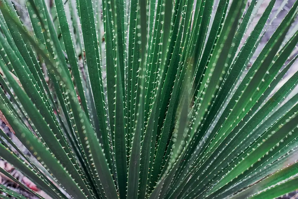 Guadalupe Mountains National Park Spiky Agave Leaves, Dell City, Texas · United States