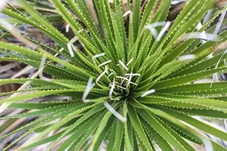 Guadalupe Mountains National Park Agave Plant Rosette, Dell City, Texas