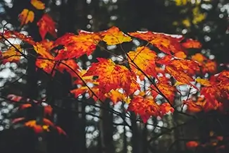 Gulf Hagas Scarlet Foliage, Monson, Maine