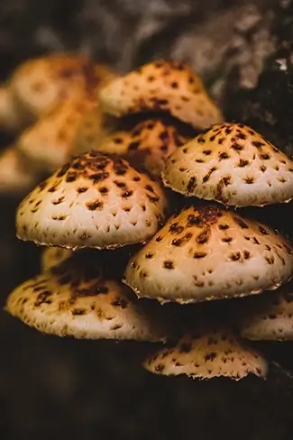Gulf Hagas Earthy Scalycap Mushroom Assembly, Monson, Maine