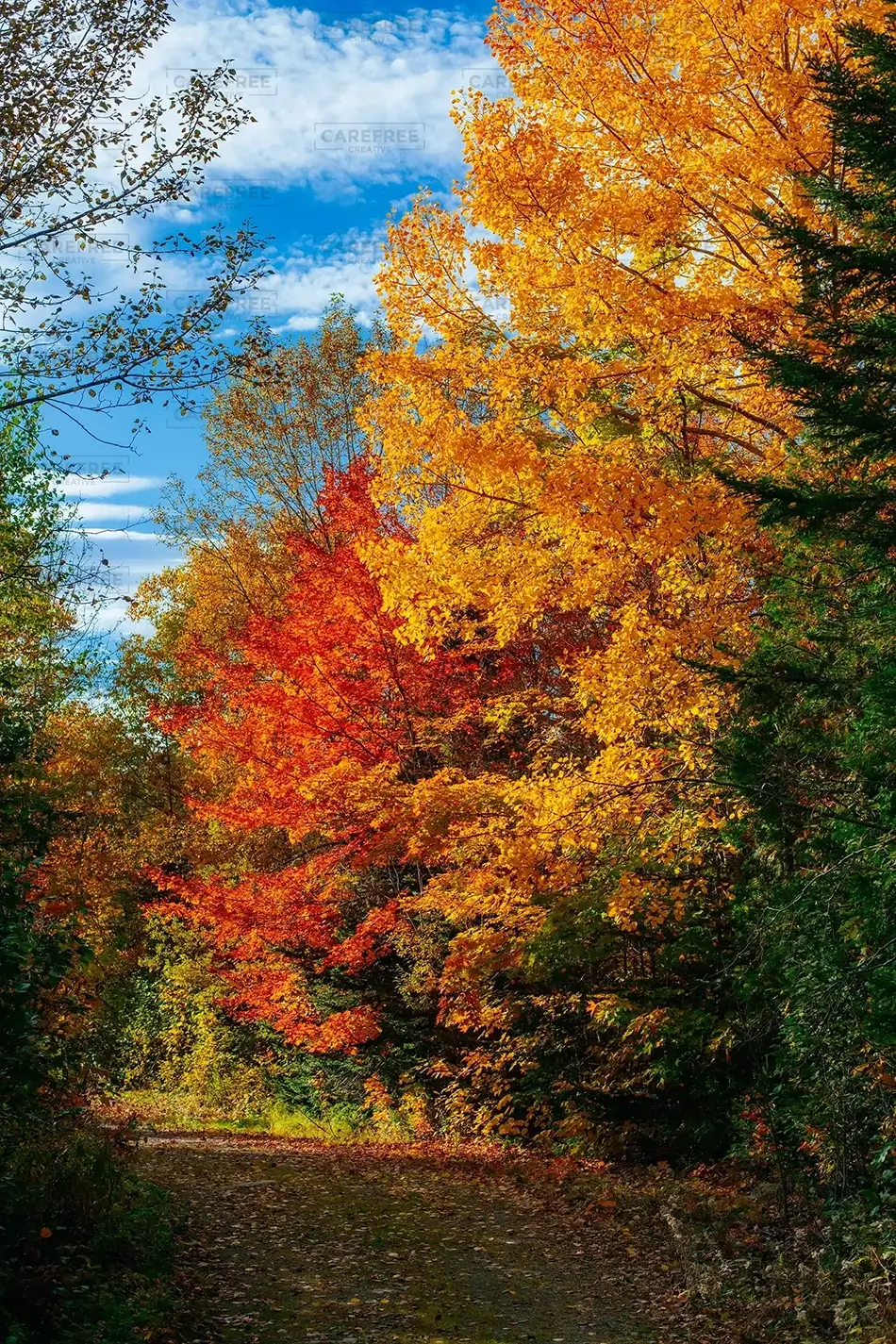 Gulf Hagas Autumn In All Its Colors, Monson, Maine · United States