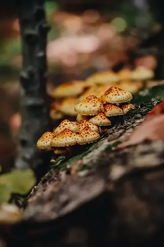 Gulf Hagas Scalycap Fungi in Miniature, Monson, Maine