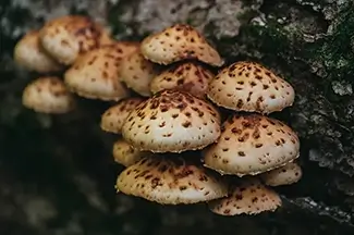 Gulf Hagas Forest Scalycap Mushroom Cluster