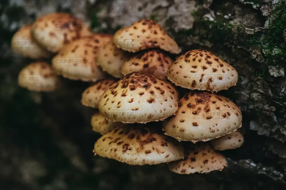 Gulf Hagas Forest Scalycap Mushroom Cluster