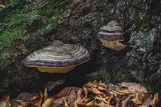 Gulf Hagas Tree Artist’s Bracket Mushrooms, Monson, Maine