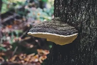 Gulf Hagas Shelf Artist’s Bracket Mushroom Perch, Monson, Maine