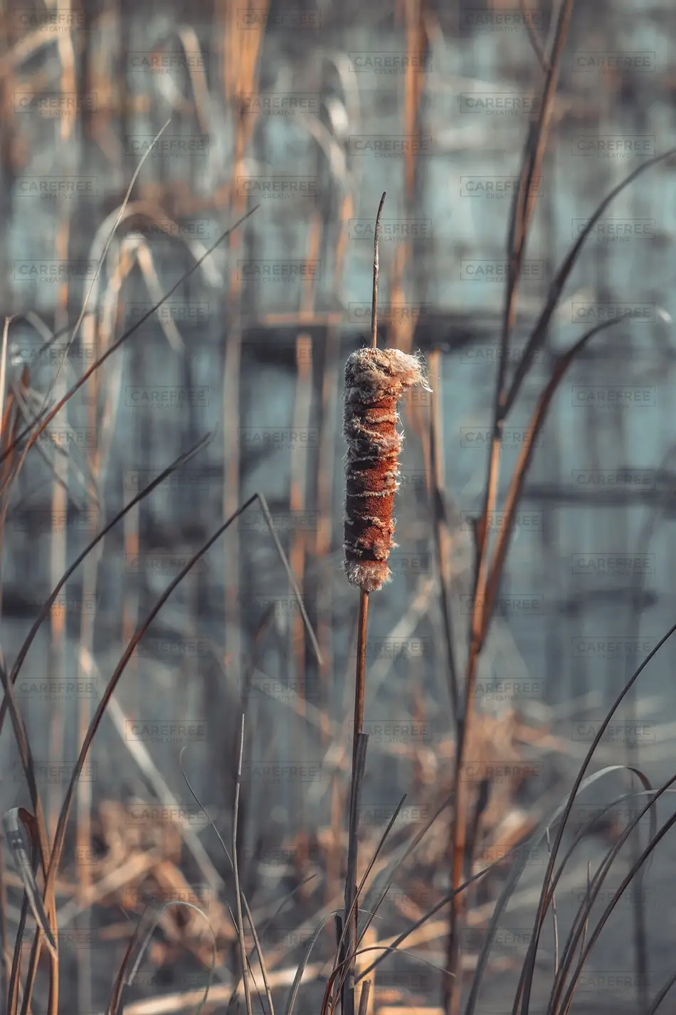 Hampton Plantation Cattail Reed Seedhead, McClellnville, South Carolina · United States