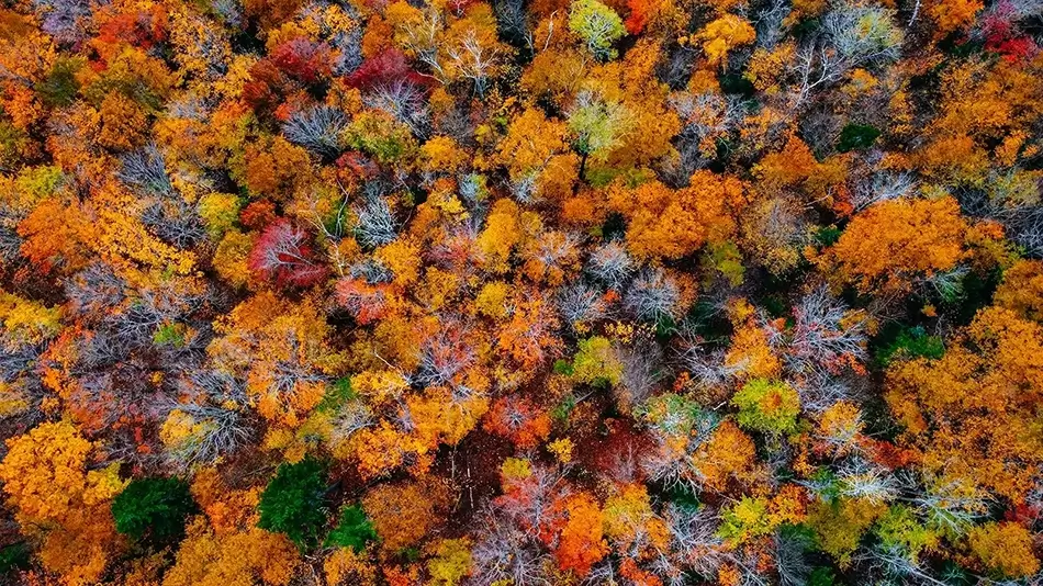 Height of Land Vibrant Canopy Aerial, Roxbury, Maine · United States