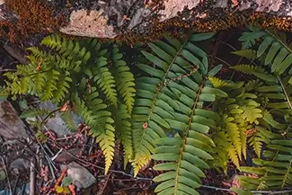 High Falls Conservation Sword Ferns Nestled Among Rocks, Hudson, New York