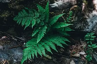 High Falls Conservation Wood Fern Detail, Hudson, New York
