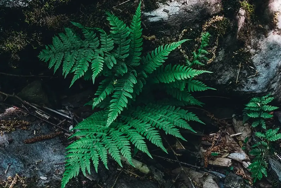 High Falls Conservation Wood Fern Detail, Hudson, New York · United States