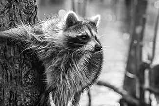 Honey Island Swamp Raccoon Portrait in Black and White, Slidell, Louisiana