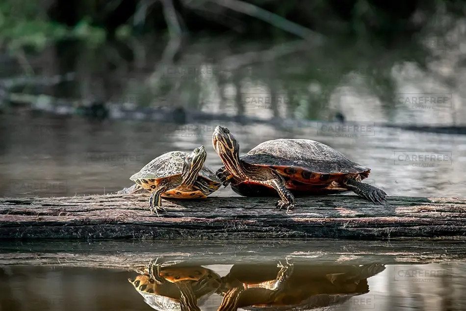 Honey Island Swamp Turtles on a Log, Slidell, Louisiana · United States