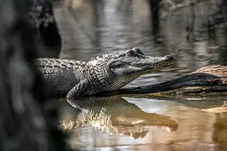 Honey Island Swamp Alligator Resting