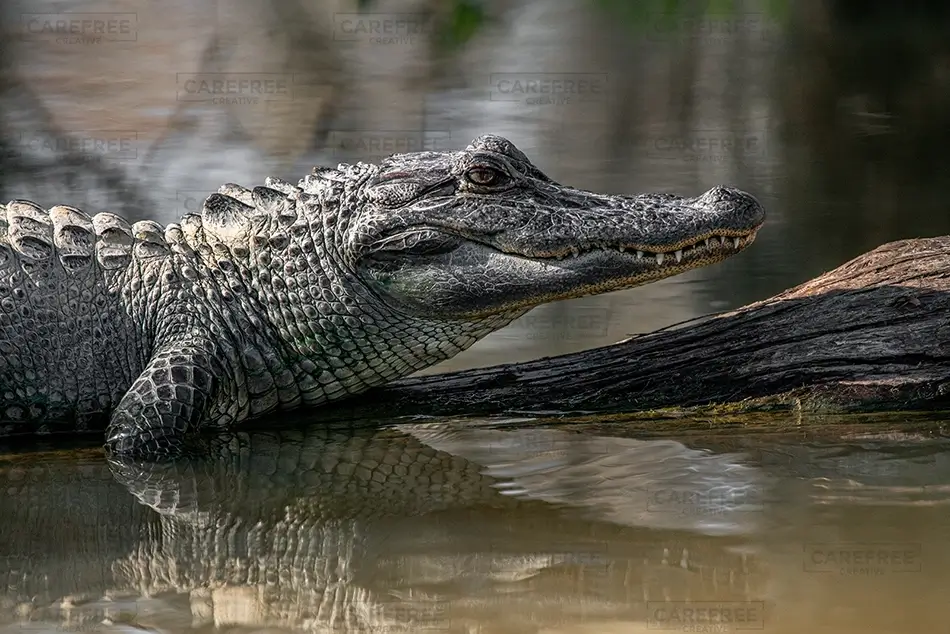 Honey Island Swamp Alligator Resting on Log, Slidell, Louisiana · United States