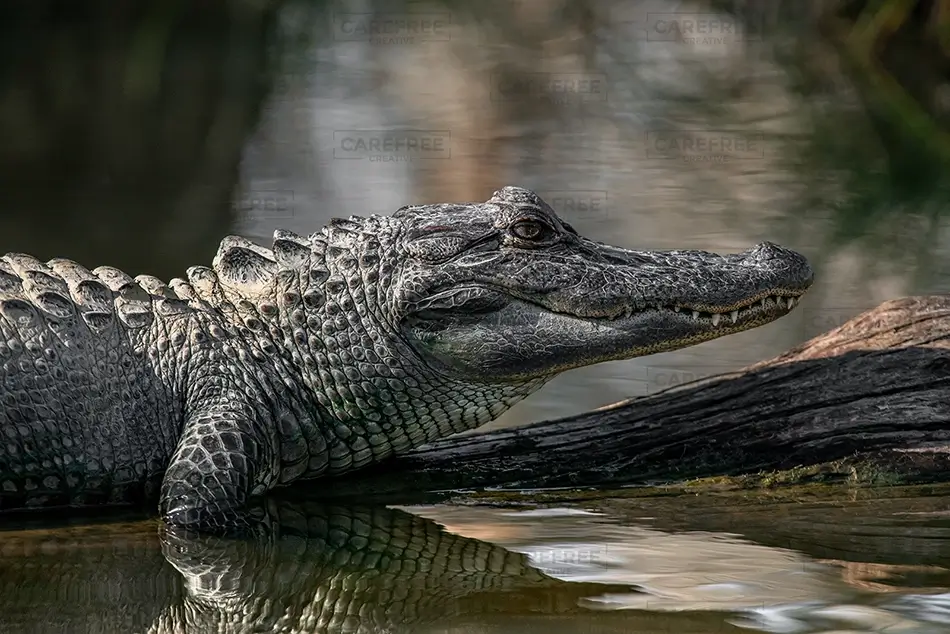 Honey Island Swamp Alligator Relaxing by Water, Slidell, Louisiana · United States