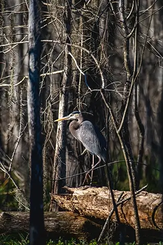 Honey Island Swamp Great Blue Heron, Slidell, Louisiana