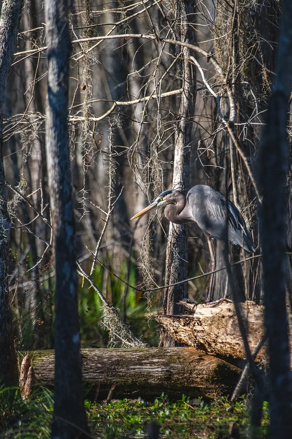 Honey Island Swamp Great Heron in Wetland Habitat, Slidell, Louisiana · United States