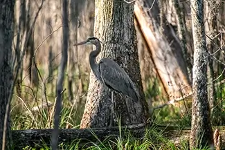 Honey Island Swamp Great Heron Among Trees, Slidell, Louisiana