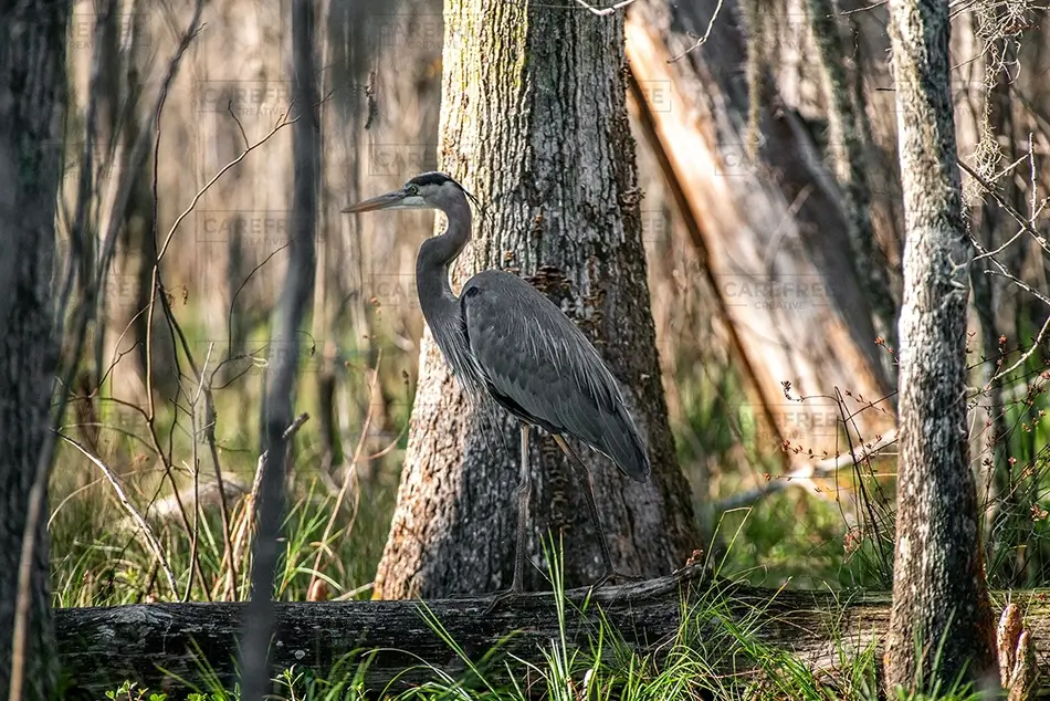 Honey Island Swamp Great Heron Among Trees, Slidell, Louisiana · United States