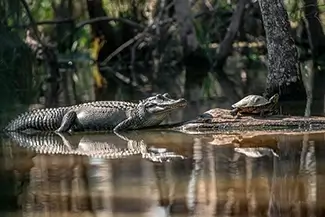 Honey Island Swamp Alligator and Turtle on Log, Slidell, Louisiana
