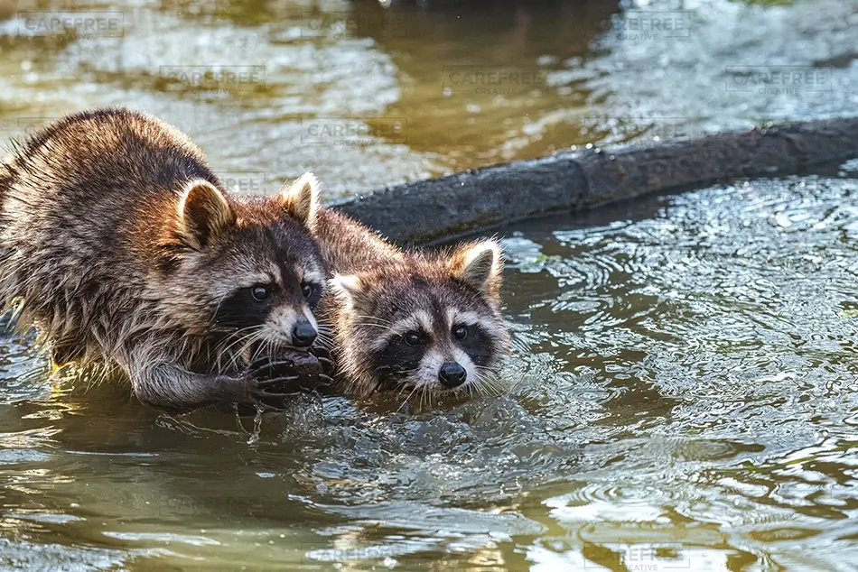 Honey Island Swamp Raccoons Swimming Together, Slidell, Louisiana · United States