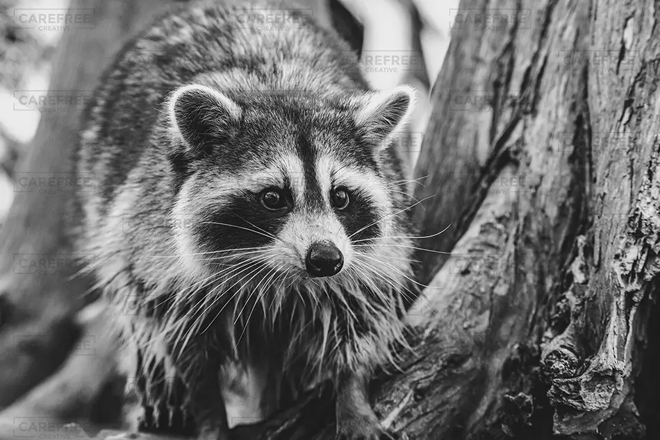 Honey Island Swamp Raccoon in Natural Habitat