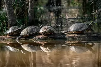 Honey Island Swamp Turtles Sunbathing on Log, Slidell, Louisiana