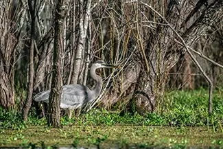 Honey Island Swamp Great Blue Heron in Marsh, Slidell, Louisiana