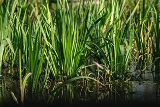 Honey Island Swamp Lush Green Grass and Water, Slidell, Louisiana