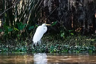 Honey Island Swamp Great Egret Among Greenery, Slidell, Louisiana
