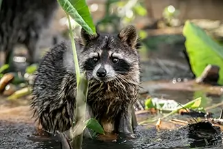 Honey Island Swamp Raccoon Among Green Foliage, Slidell, Louisiana