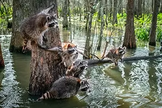 Honey Island Swamp Raccoons on a Tree, Slidell, Louisiana