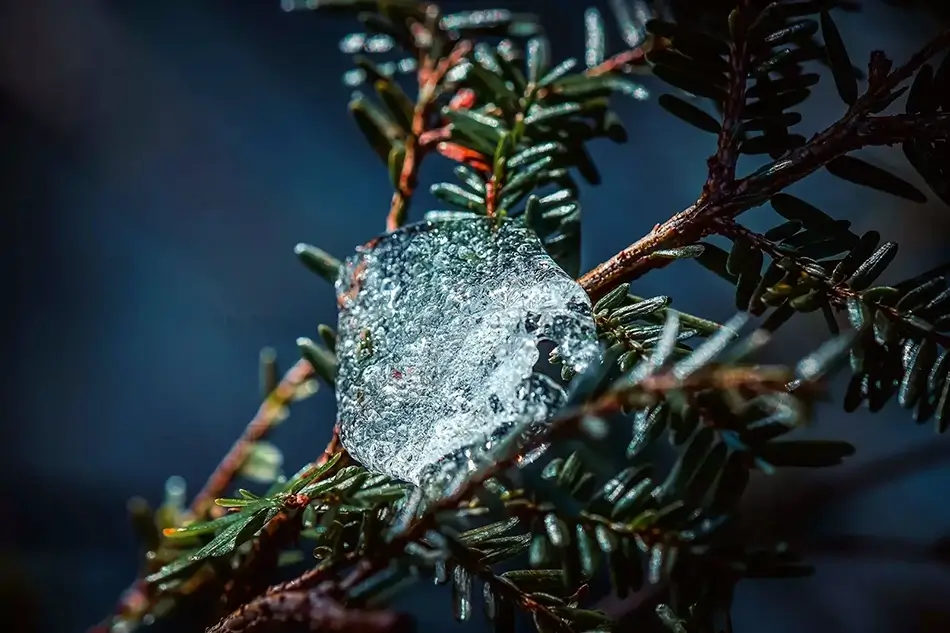Horton Woods Frozen Pine Tree, Saco, Maine · United States