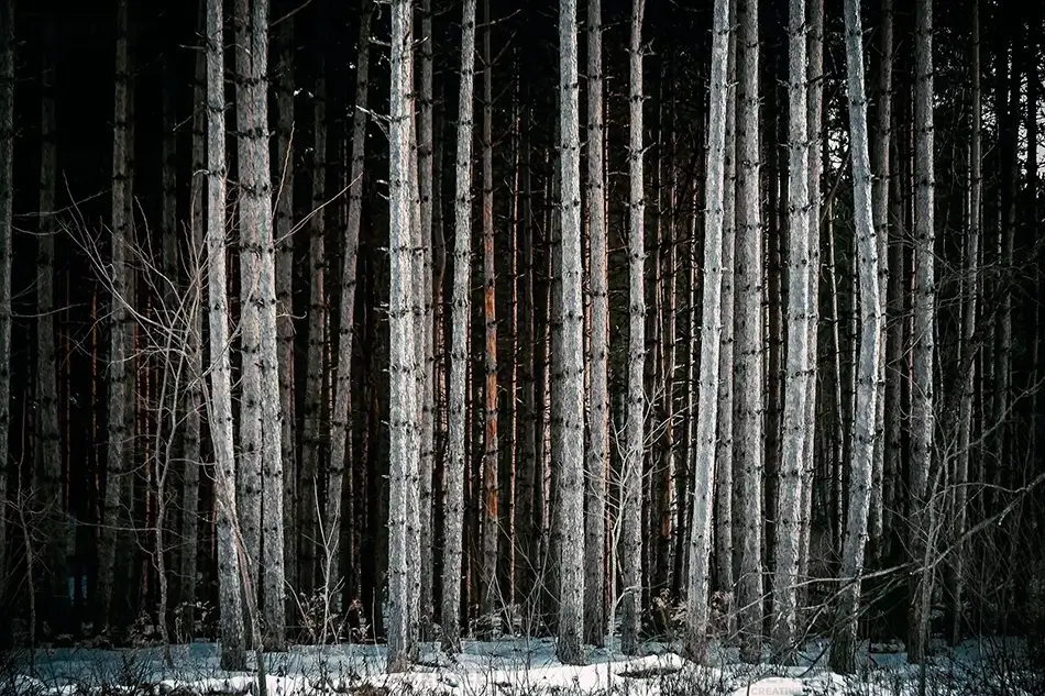 Horton Woods White Birch Trees, Saco, Maine · United States