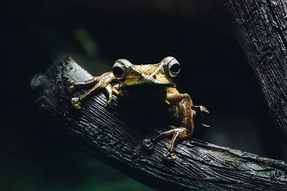 Houston Zoo Golden Tree Frog Resting on Log