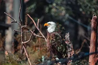 Houston Zoo Bald Eagle in Profile, Houston, Texas