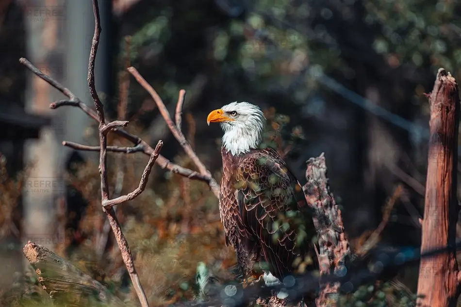 Houston Zoo Bald Eagle in Profile, Houston, Texas · United States