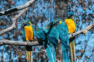 Houston Zoo Pair of Vibrant Macaws Perched, Houston, Texas