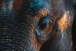 Houston Zoo Multicolored Elephant Eye Close-Up, Houston, Texas