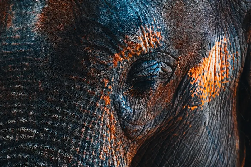 Houston Zoo Multicolored Elephant Eye Close-Up, Houston, Texas · United States