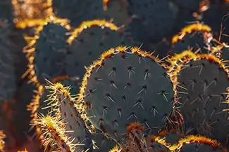 Hueco Tanks Backlit Prickly Pear Cactus, El Paso, Texas