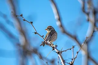 Hueco Tanks State Park Chipping Sparrow Perched Branch, El Paso, Texas