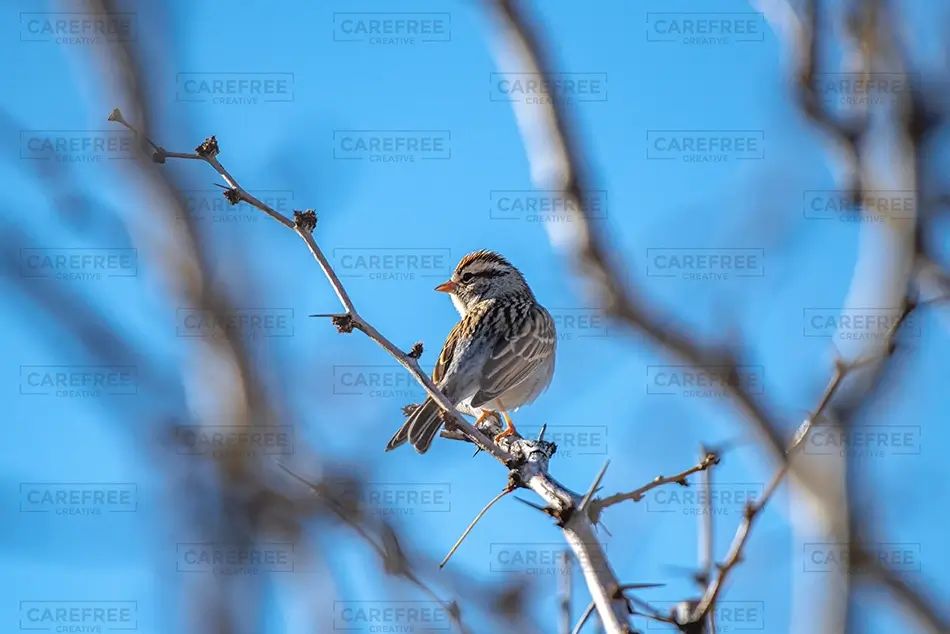 Hueco Tanks State Park Chipping Sparrow Perched Branch, El Paso, Texas · United States